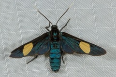Trichaetoides apicalis