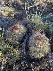 Pediocactus nigrispinus