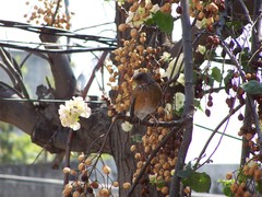 Turdus rufopalliatus