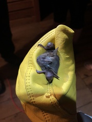 Artibeus jamaicensis