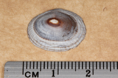 Siphonaria tasmanica