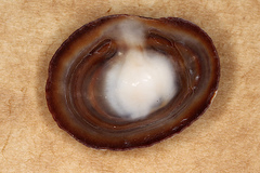 Siphonaria tasmanica