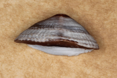 Siphonaria tasmanica