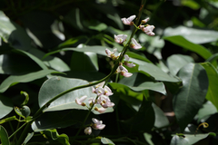 Derris trifoliata