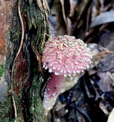 Boletellus ananas