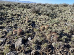 Pediocactus nigrispinus