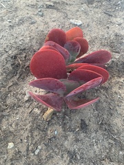 Crassula atropurpurea