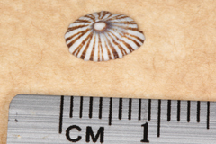 Siphonaria funiculata