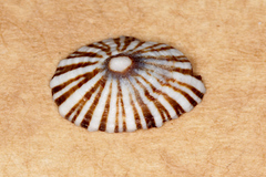 Siphonaria funiculata image