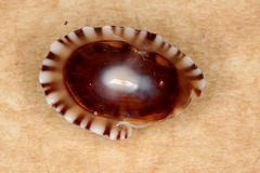 Siphonaria funiculata