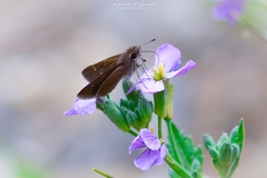 Lerodea eufala concepcionis