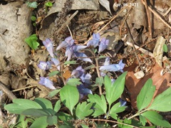 Corydalis caudata