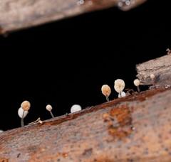 Marasmius alveolaris