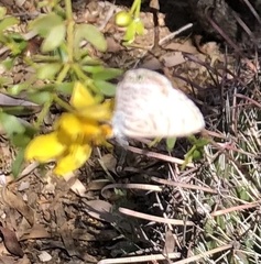 Leptotes marina