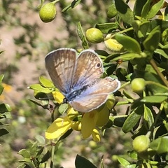 Leptotes marina
