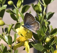 Leptotes marina