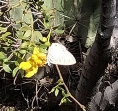 Leptotes marina