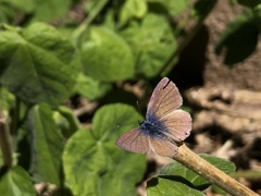 Leptotes marina