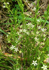 Thesium rostratum