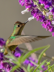 Sephanoides sephaniodes