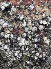 Saccostrea cuccullata