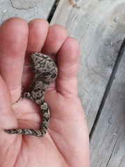 Dactylocnemis pacificus