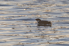 Synthliboramphus antiquus