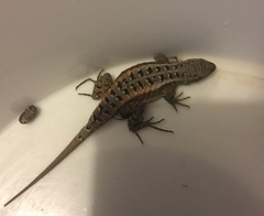 Sceloporus parvus