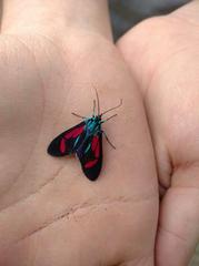 Cyanopepla pretiosa