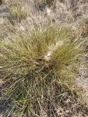Aristida behriana