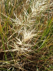 Aristida behriana