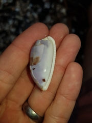 Talostolida pellucens