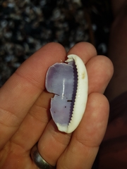 Talostolida pellucens