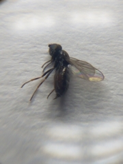 Milichiidae