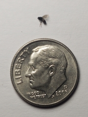 Milichiidae