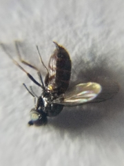 Milichiidae