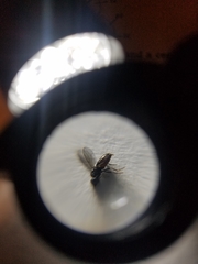 Milichiidae