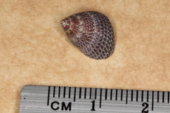 Prothalotia pulcherrima