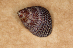 Prothalotia pulcherrima