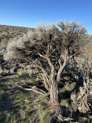 Artemisia tridentata tridentata