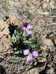 Viola trinervata