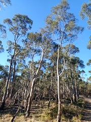 Eucalyptus pulchella