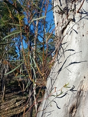Eucalyptus pulchella
