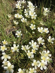 Limnanthes