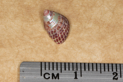 Prothalotia pulcherrima