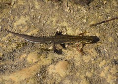 Lissotriton graecus