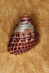 Prothalotia pulcherrima