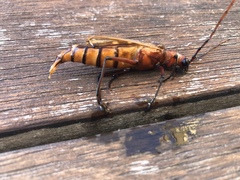 Ochrocydus huttoni