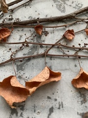 Liquidambar formosana