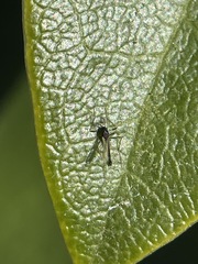 Chironomidae